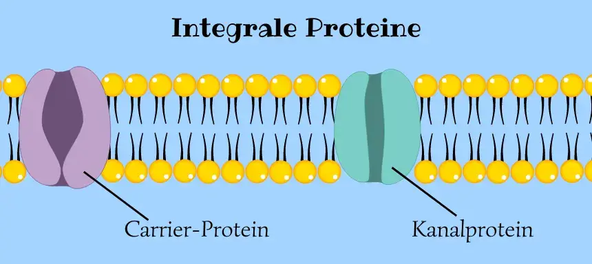 Abbildung von zwei integralen Proteinen in einer Biomembran