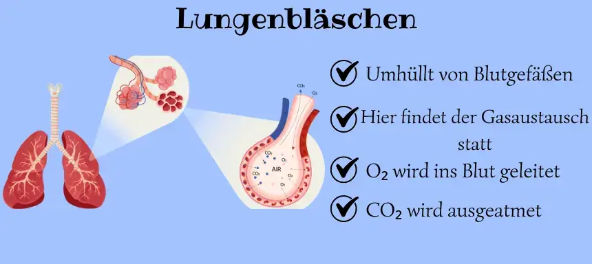 Lungenbläschen Grafik