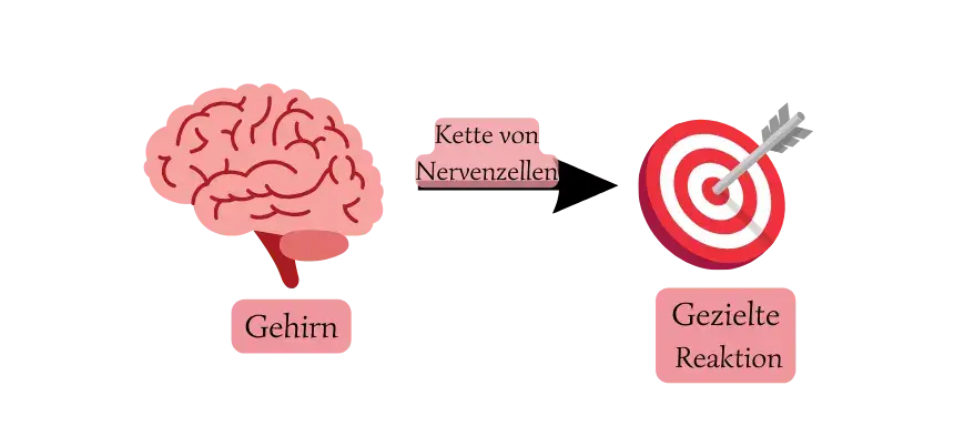 Grafik über das zentrale Nervensystem