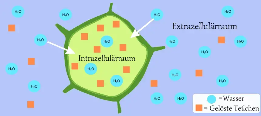 Grafik über die Osmose der Pflanzenzelle