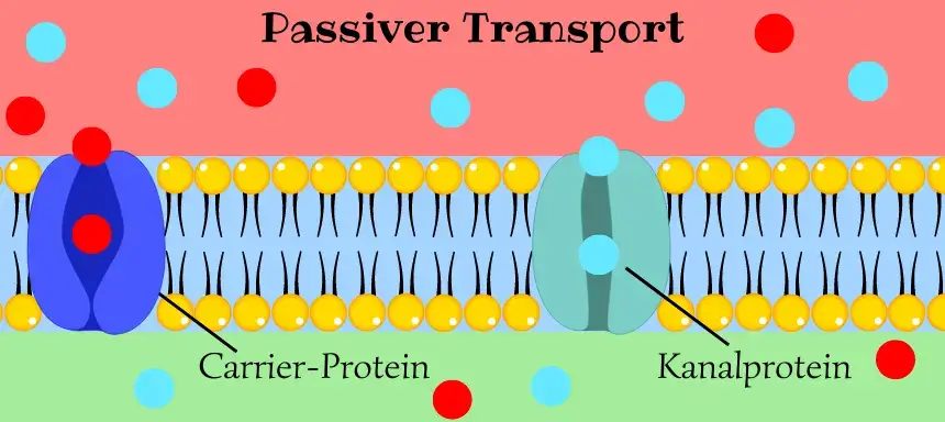 Schaubild passiver Transport durch Biomembran