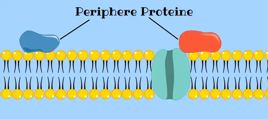 Zwei Periphere auf der Biomembran
