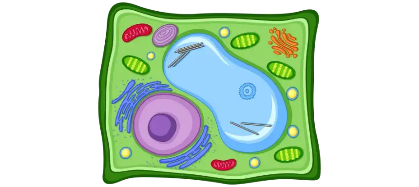 Abbildung der pflanzlichen Zelle mit einer Vakuole