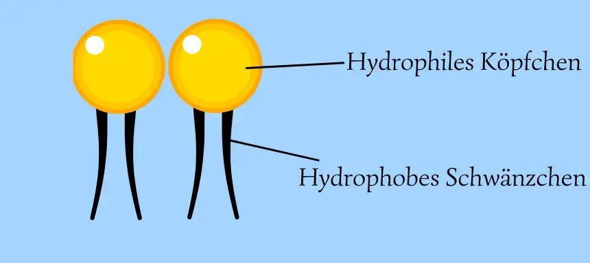 Eine Grafik von zwei Phospholipiden