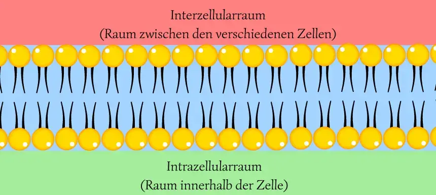 Eine Abbildung der Phospholipid-Doppelschicht