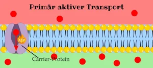 Abbildung des primär aktiven Transports