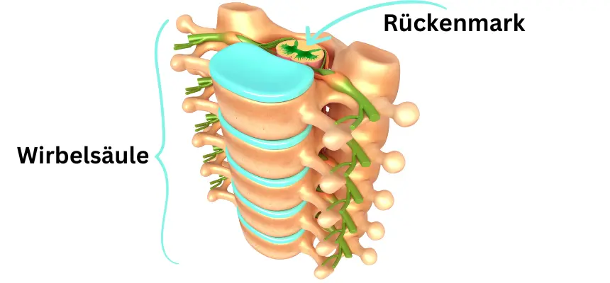 Abbild von einem Ausschnitt der Wirbelsäule mit dem Rückenmark
