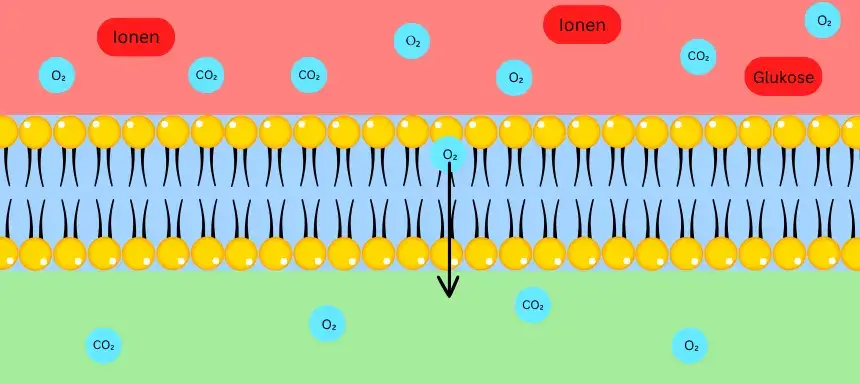 Selektive Permeabilität der Biomembran bildlich dargestellt