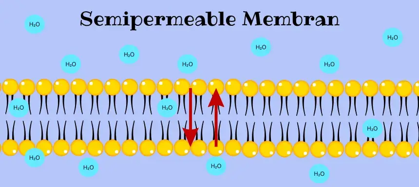 Grafische Darstellung einer semipermeablen Membran