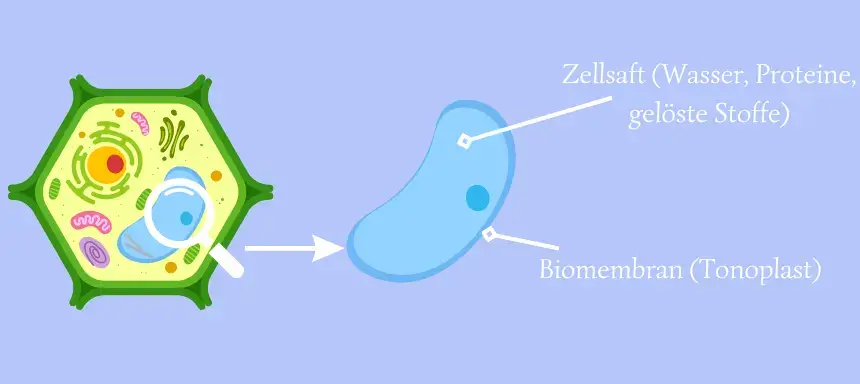 Eine simple Darstellung des Aufbaus der Vakuole