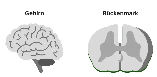 Weiße und Graue Substanz-Verteilung im Gehirn und im Rückenmark