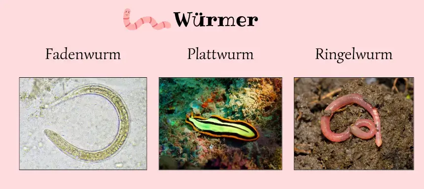 Bilder zu den drei genannten Untergruppen der Würmer