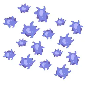 Blutplättchen und Thrombozyten