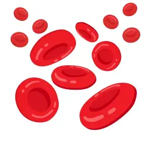 rote Blutkörperchen und Erythrozyten