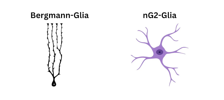 Bergmann-Gliazelle und nG2-Gliazelle