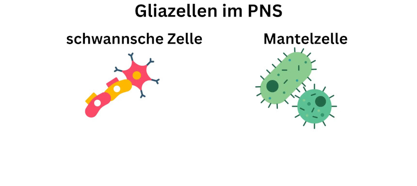 Gliazellen im zentralen Nervensystem