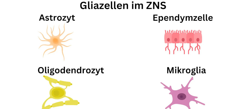 Gliazellen im zentralen Nervensystem
