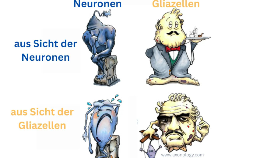 vergleich von gliazellen und neuronen
