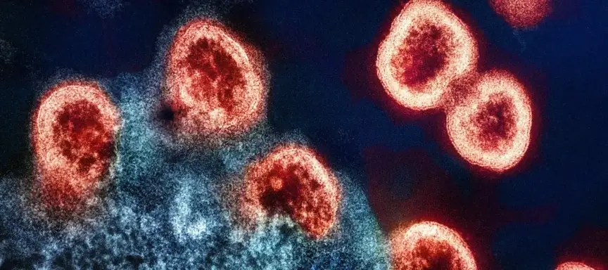 Immunsystem Titelbild
