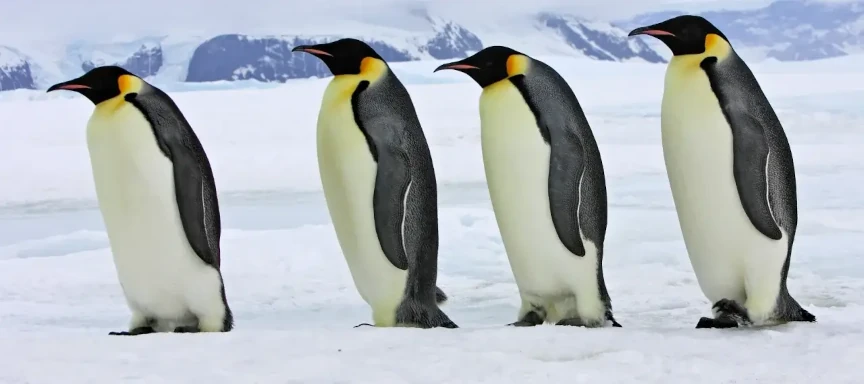 Titelbild Pinguine