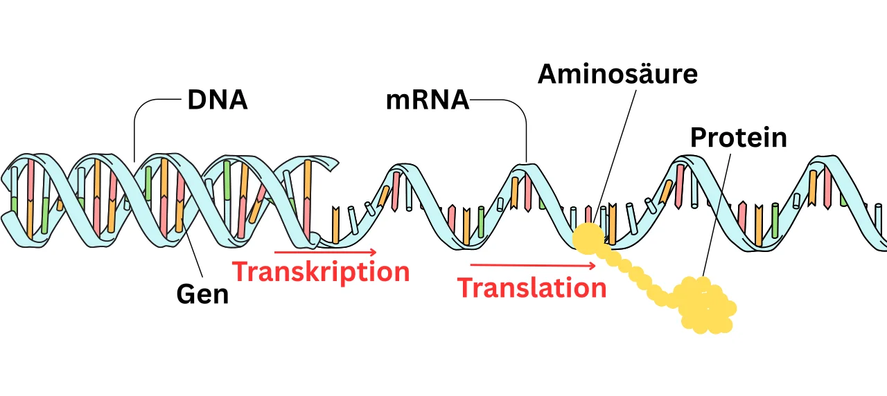 proteinbiosynthese Die Abbildung zeigt den Ablauf der Proteinbiosynthese mit Transkription und Translation. DNA Strang der in einen mRNA Strang übergeht.