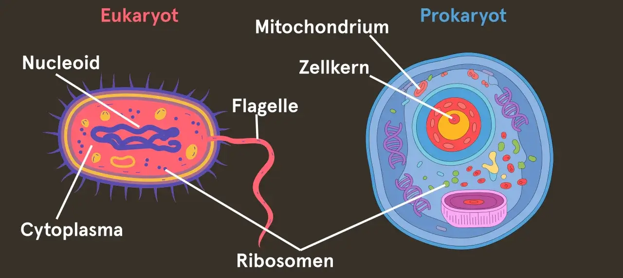 Proteinbiosynthese bei Eukaryoten Abbildung einer Eukaryotenzelle (links) und einer Prokaryotenzelle (rechts) mit Beschriftungen.