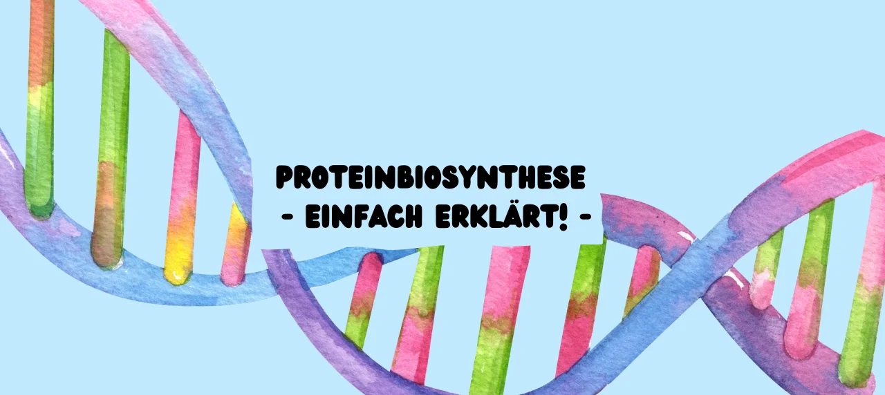 proteinbiosynthese einfach erklärt