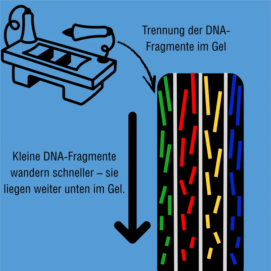 dna sequenzierung (1) dna sequenzierung nach sanger abschnitt 3