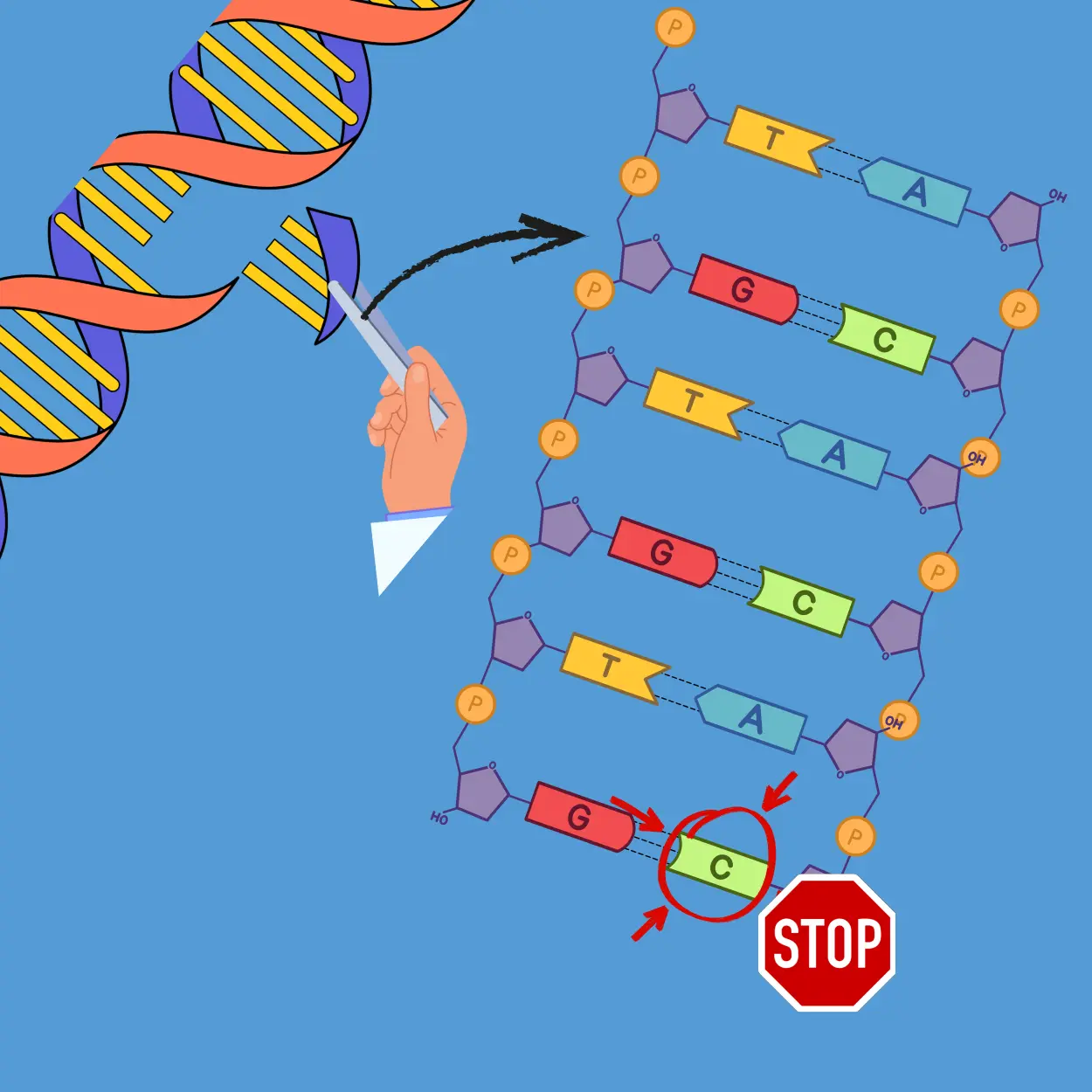 dna sequenzierung nach sanger abschnitt 2 dna sequenzierung nach sanger abschnitt 2