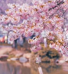 Inspiration in der Natur Rosa Blüten auf einem Baum