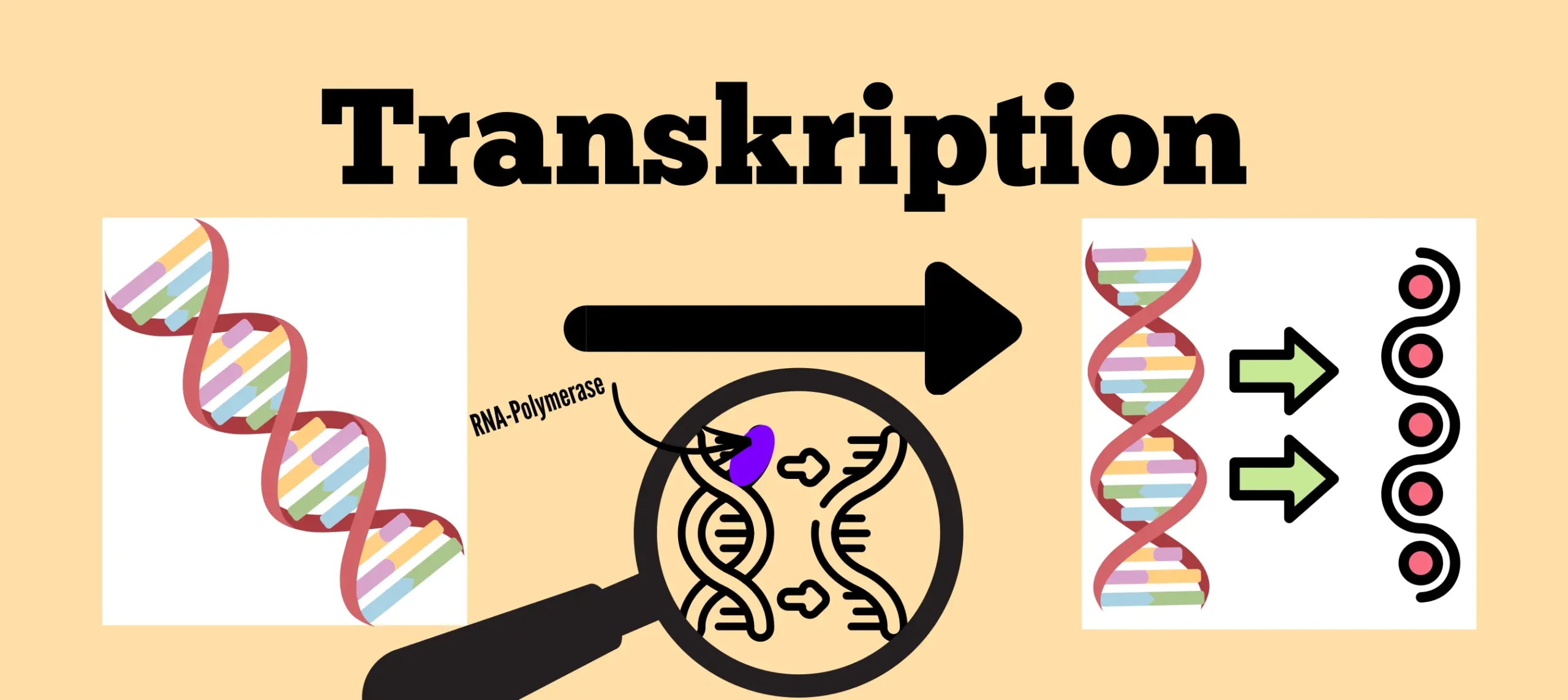 transkription