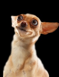 Sprachunterricht in  von Mira